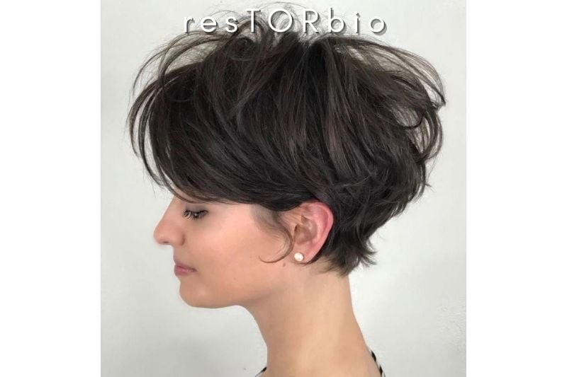 Disheveled Feathered Pixie Bob
